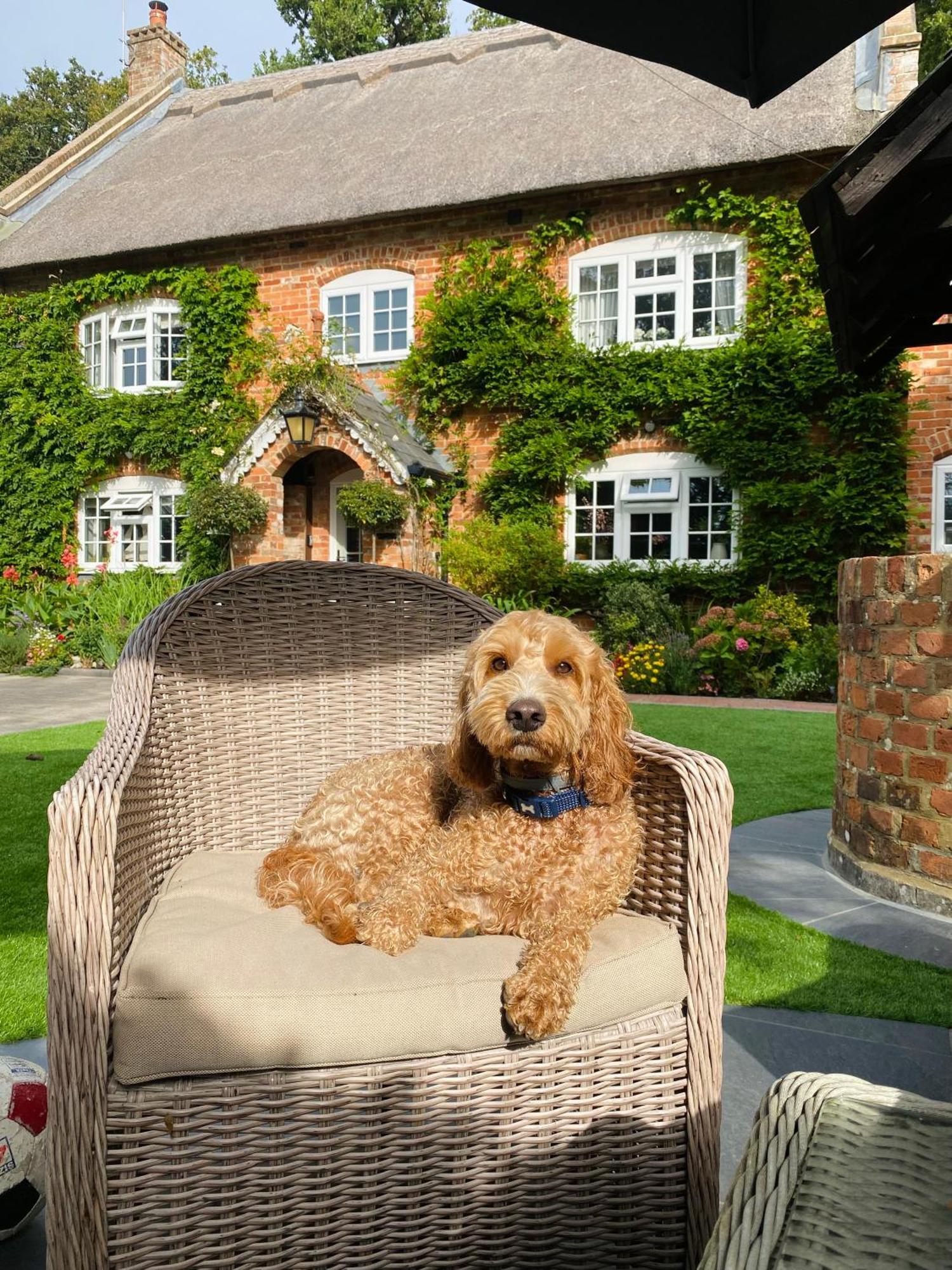 Little Woodside a beautiful New Forest self contained private luxury annexe New Milton Extérieur photo